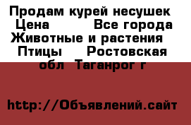 Продам курей несушек › Цена ­ 350 - Все города Животные и растения » Птицы   . Ростовская обл.,Таганрог г.